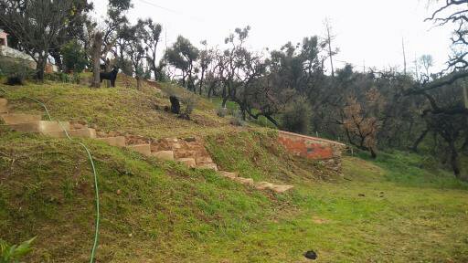 Limpeza de terrenos