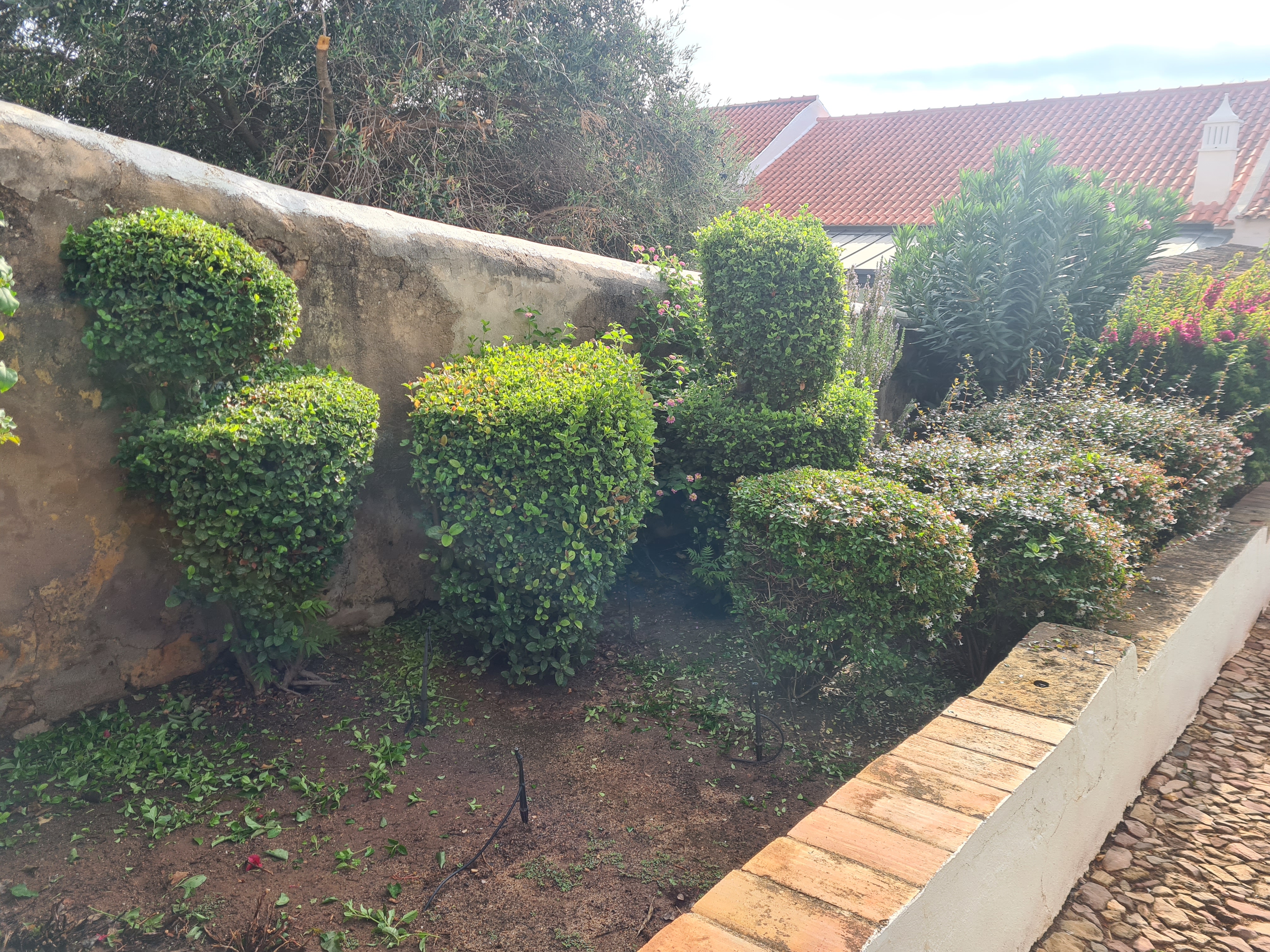 Manutenção do jardim