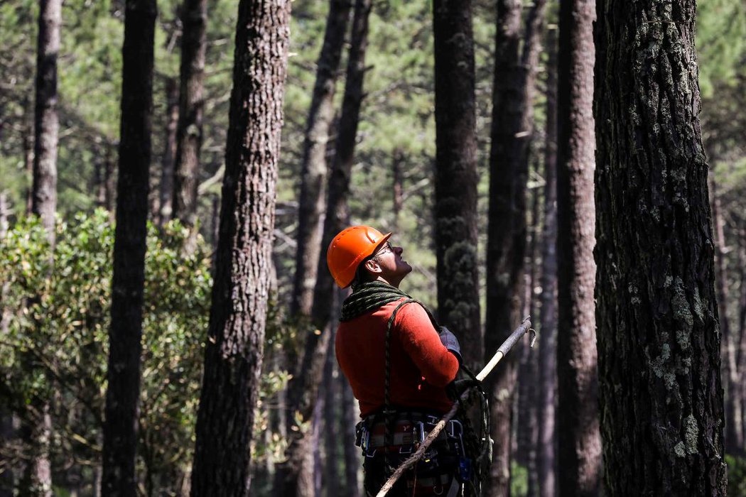 OVAR - Escalar para renovar - ICNF