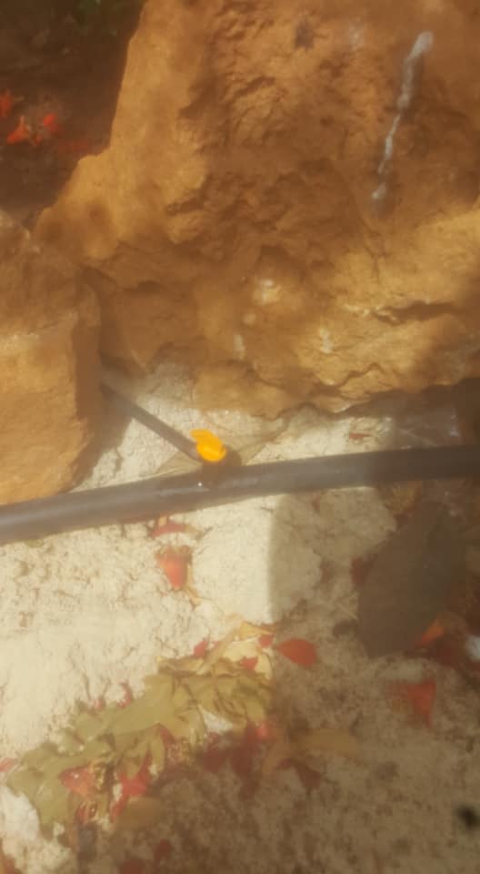 serviço de rega gota a gota