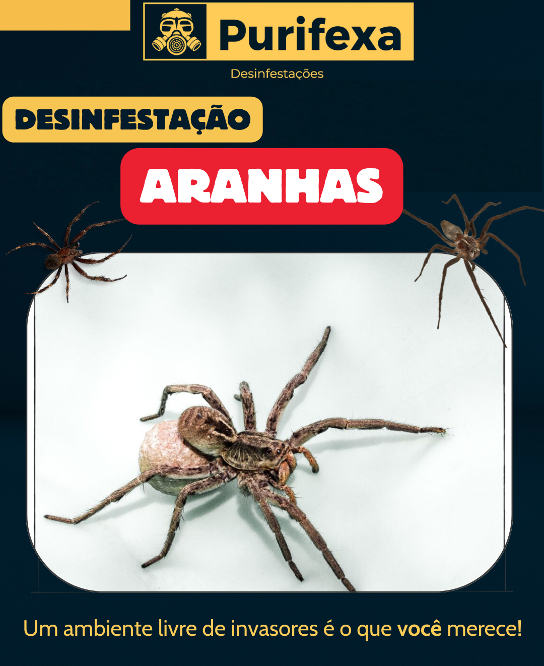 Desinfestação de Aranha