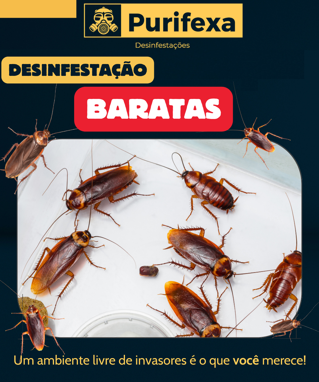 Desinfestação de Baratas