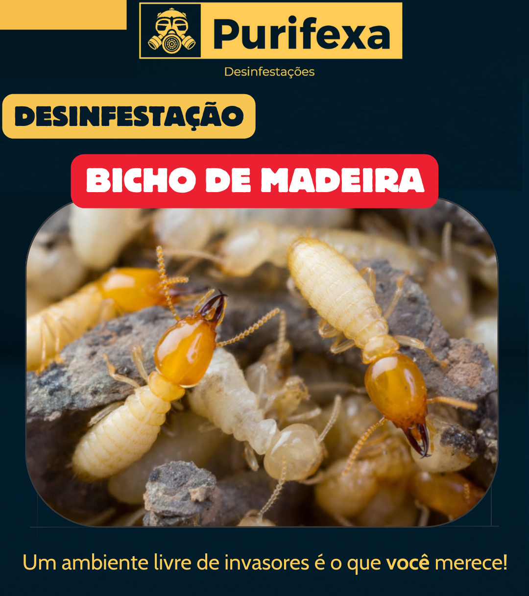 Desinfestação de Bicho de Madeira