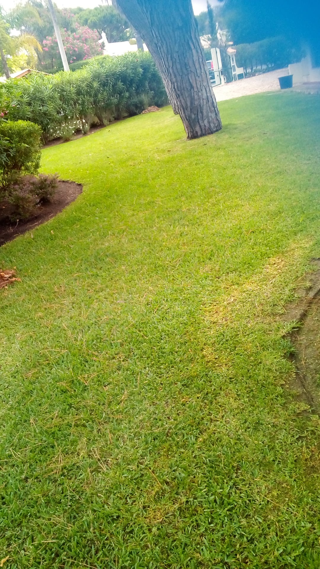 Manutenção de Jardim