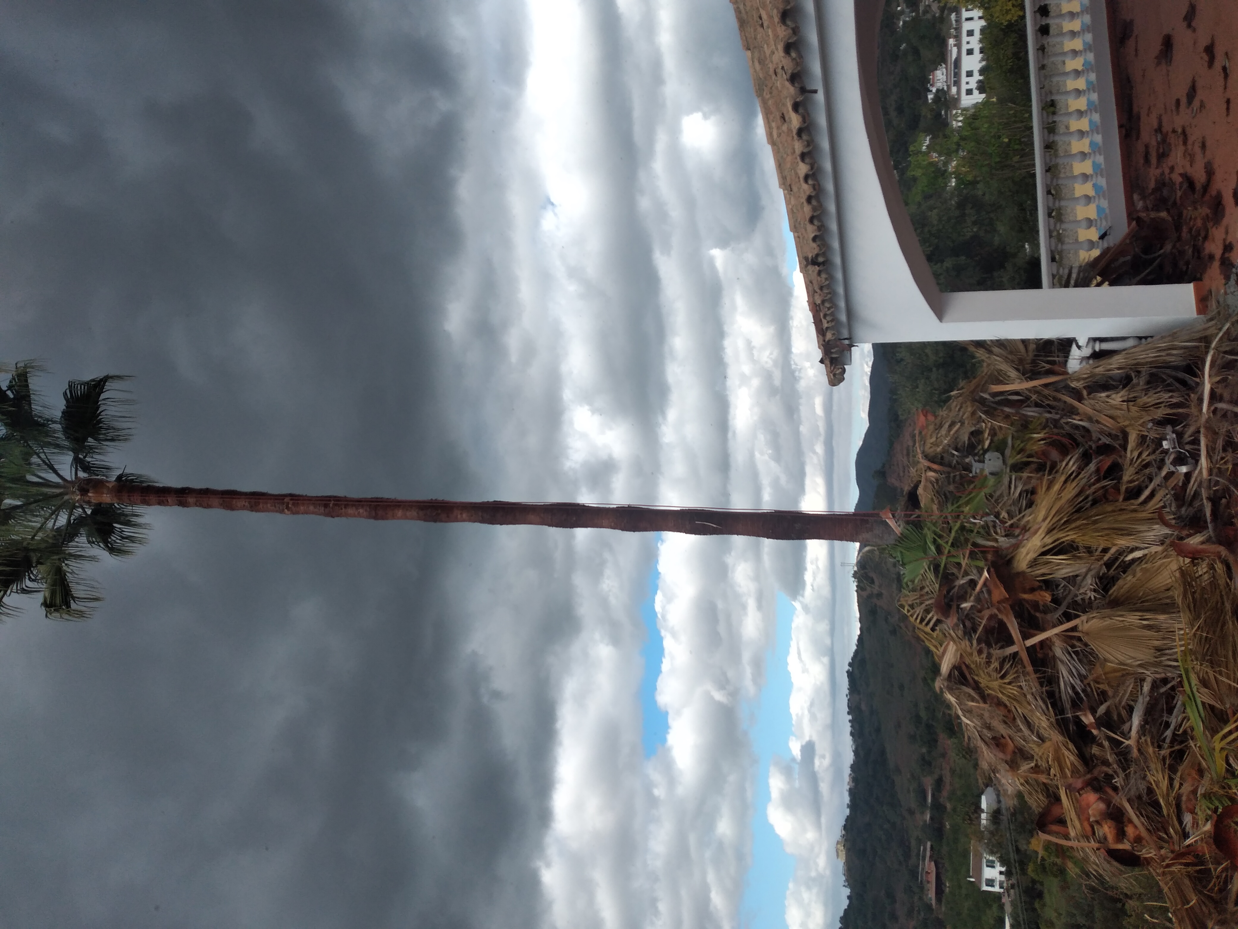 washingtonia robusta