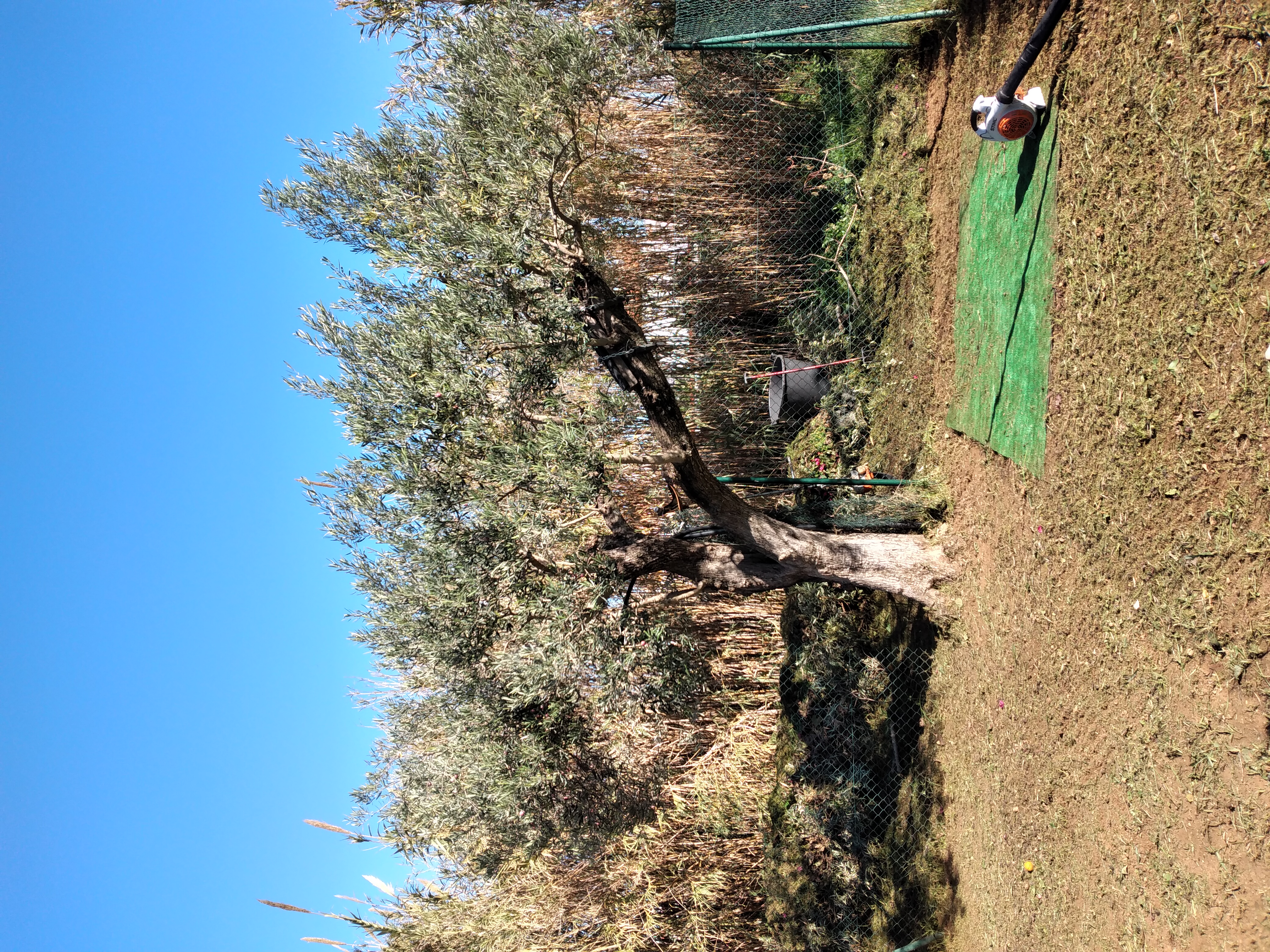 Poda de arvores de fruto