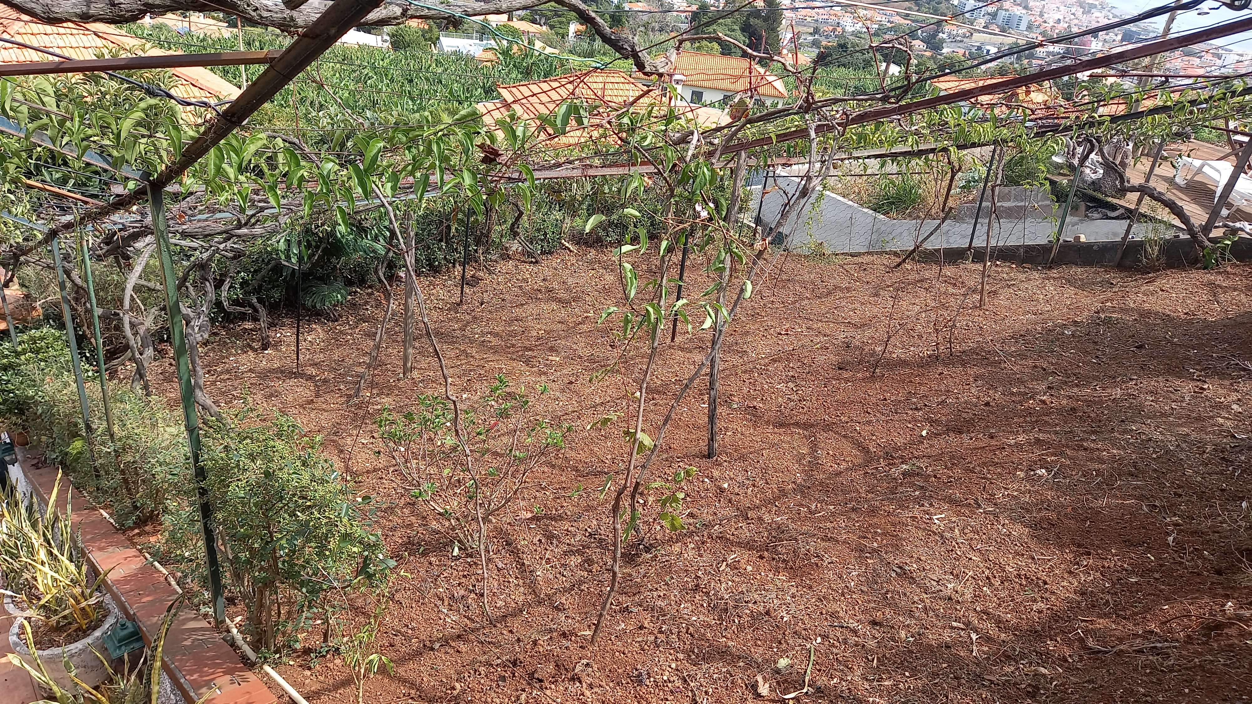 Limpeza terreno - Jardinagem