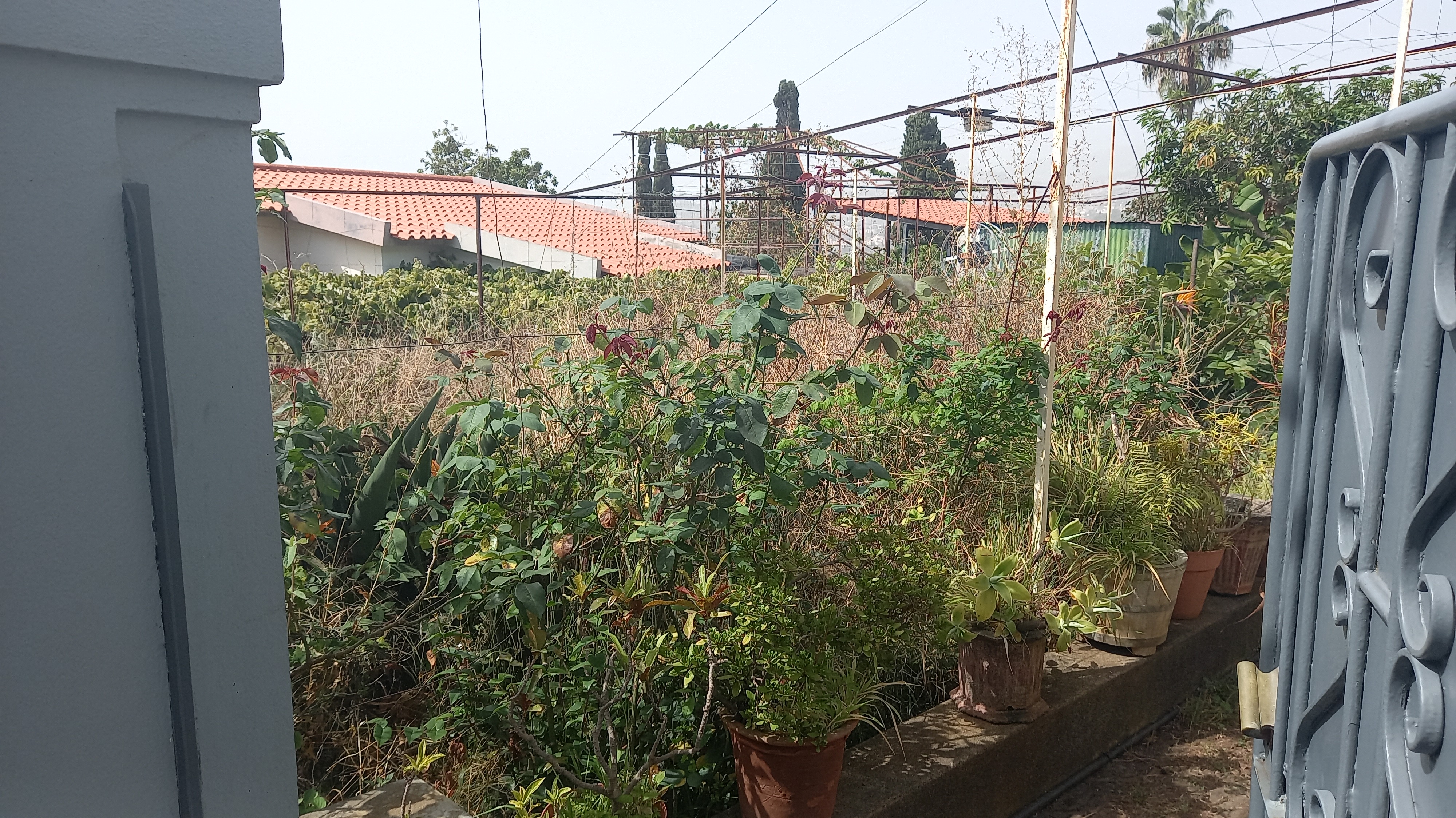 Limpeza terreno - Jardinagem