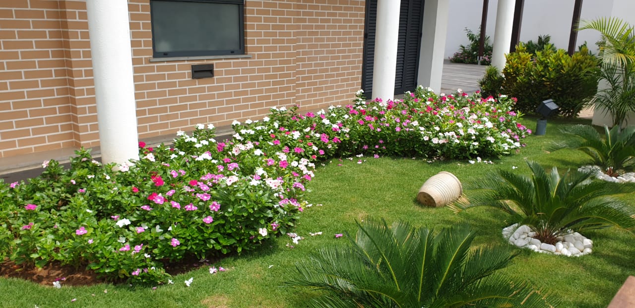 JARDIM - relvado, com plantas sazonais e cycas.