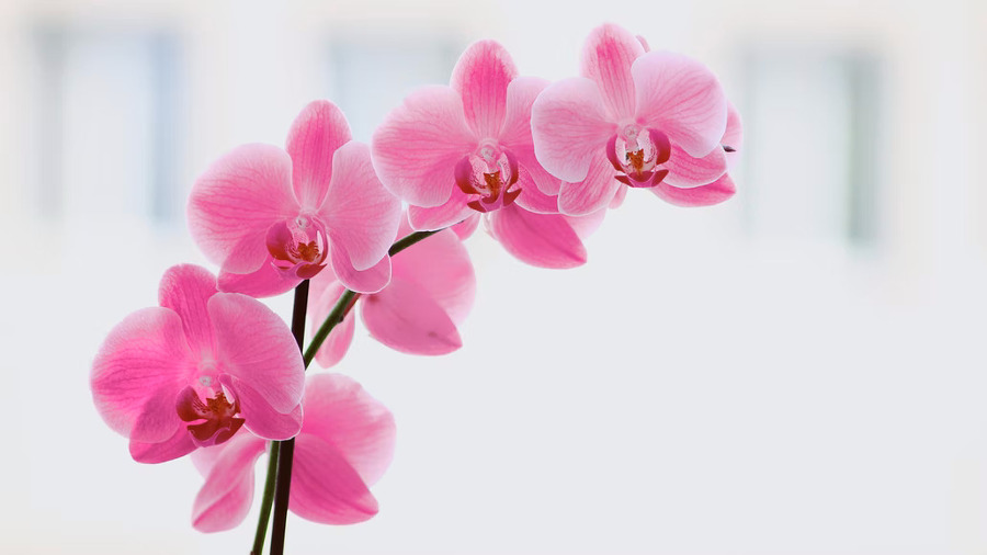 Orquídea, para o interior bem iluminado