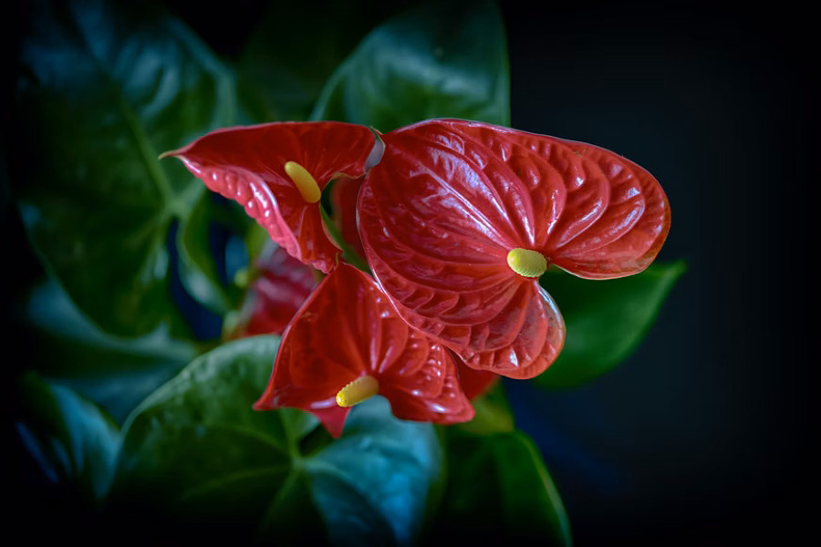 Antúrio, luz abundante e regas regulares