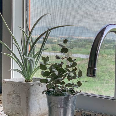 baldes como vaso de plantas