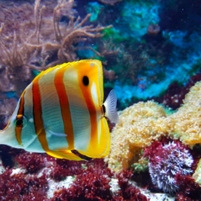 Guia para montar o filtro do aquário